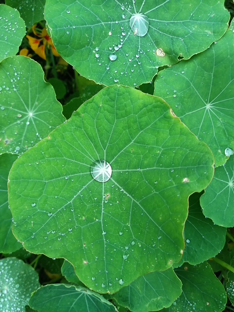 Zen.nl, Zen, meditatie, leren mediteren, foto